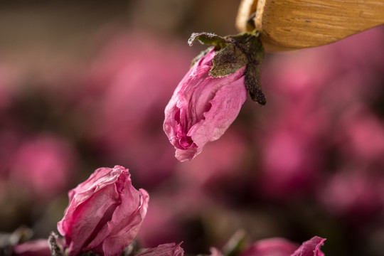 桃花花茶实景高清图