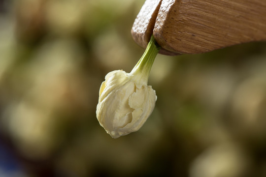 茉莉花茶实景高清图