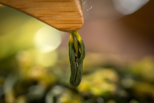 莲子芯茶实景高清图