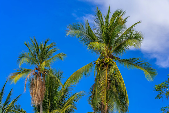 椰子 椰树