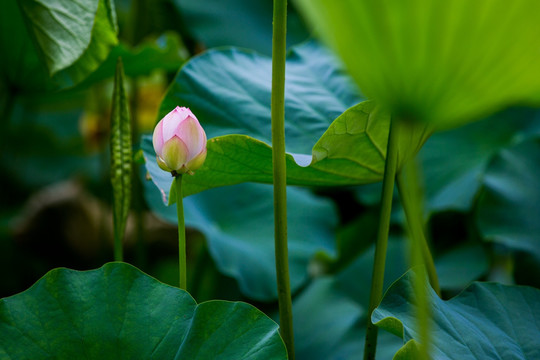 荷花