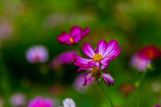 格桑花