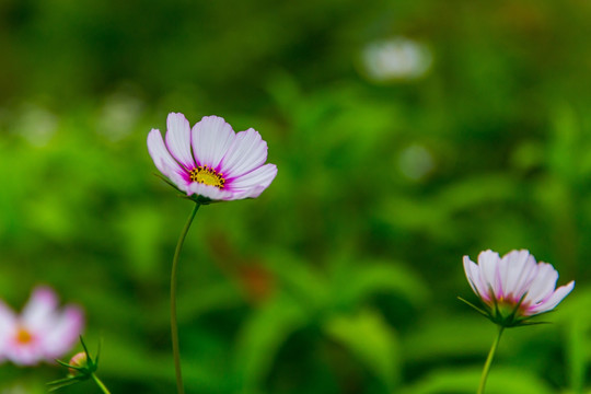 格桑花