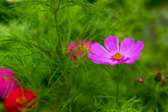 格桑花