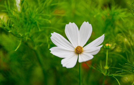 格桑花