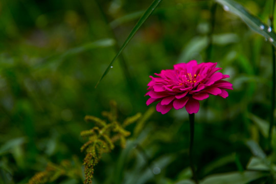 金盏菊