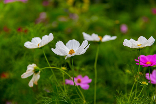 格桑花