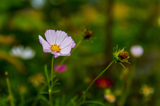 格桑花