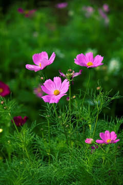 格桑花 八瓣花