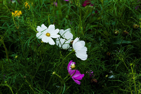 格桑花 田园风光