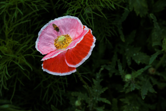 窑栗花与蜜蜂