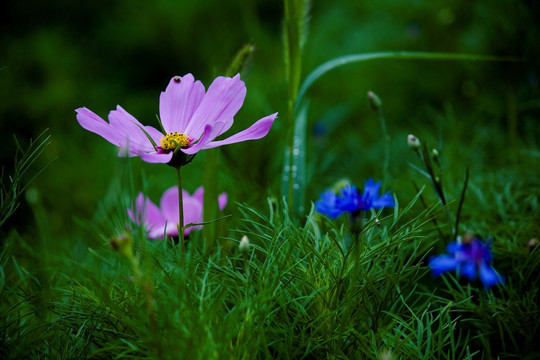 格桑花 田园风格