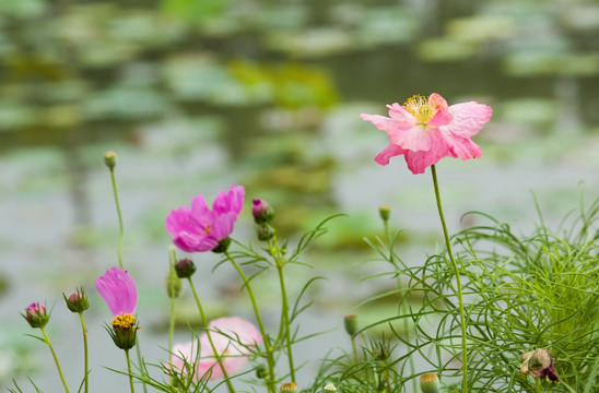 格桑花 风景画 风光