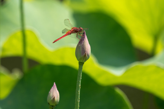 小荷蜻蜓