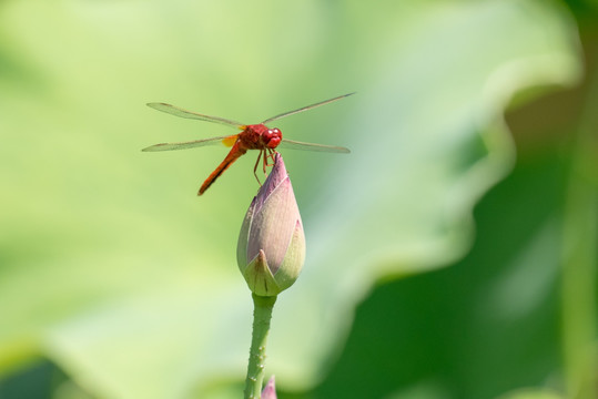 蜻蜓小荷