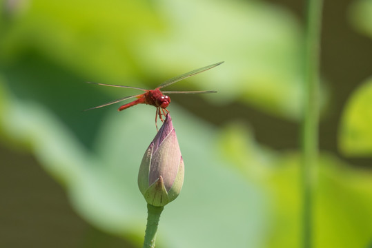 蜻蜓小荷