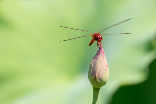 蜻蜓小荷