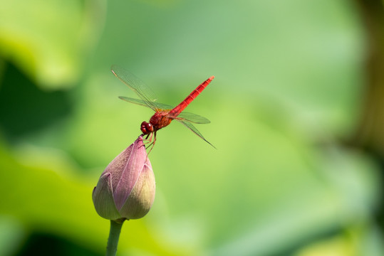 蜻蜓小荷