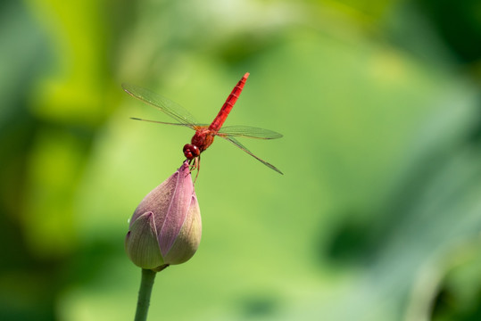 蜻蜓小荷