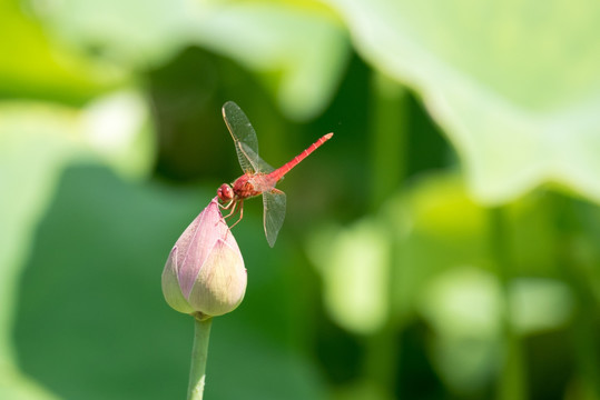 蜻蜓小荷