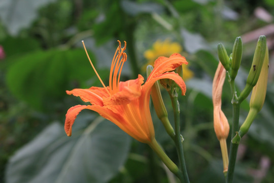 黄花菜