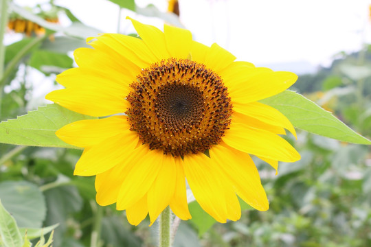 太阳花