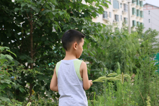 玩狗尾草的男孩