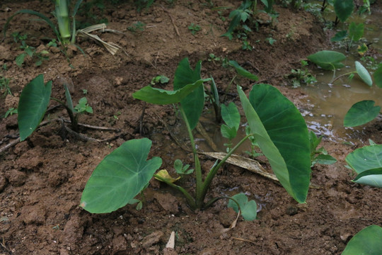 香芋种植