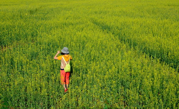 tif格式 东北油菜花田