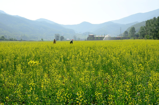 tif格式 东北本溪油菜花田