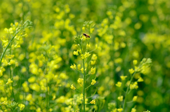 油菜花 蜜蜂