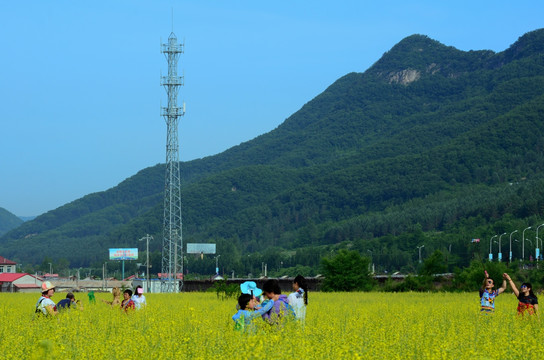 tif格式 东北油菜花田通信塔