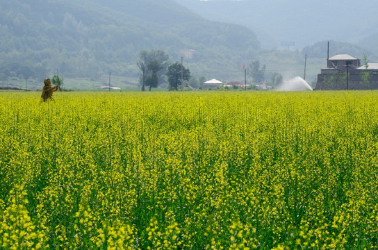 tif格式 东北辽东油菜花田