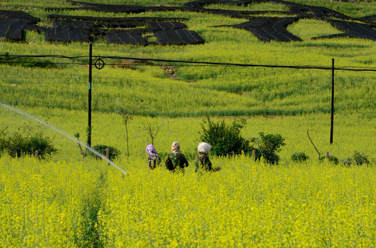 tif格式 东北辽东油菜花田