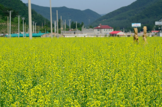 tif格式 东北油菜花田