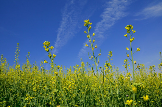 tif格式 东北油菜花田