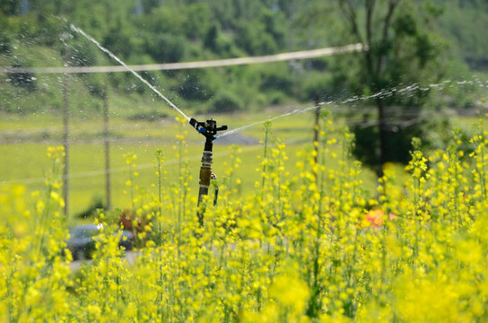 tif格式 东北油菜花田