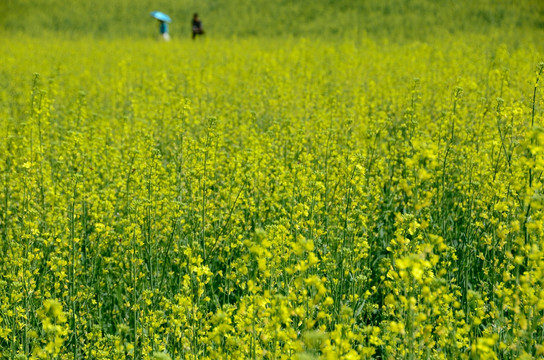 tif格式 东北油菜花田