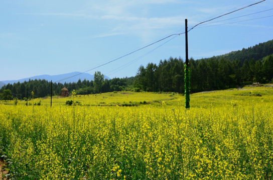 tif格式 东北油菜花田