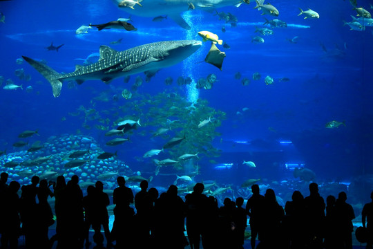 水族馆鲸鲨