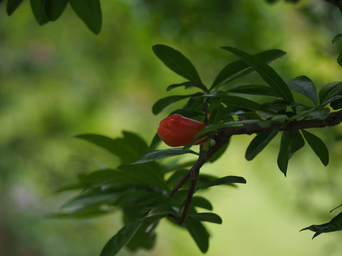 石榴花