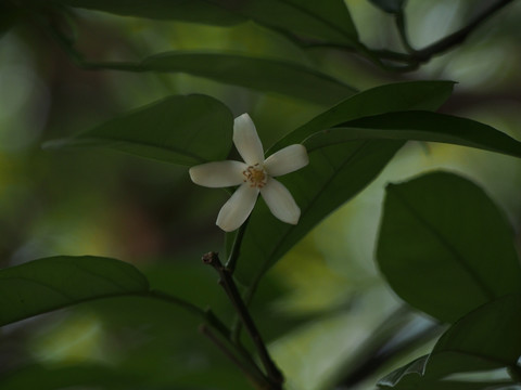 橘子花