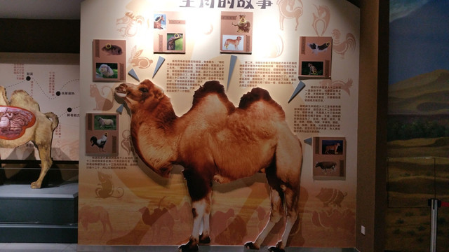 骆驼博物馆