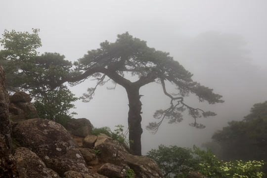 黄山松