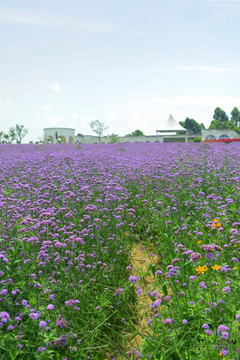 紫色花海 柳叶马鞭草花田