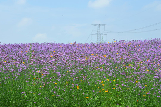 紫色花海 柳叶马鞭草花田