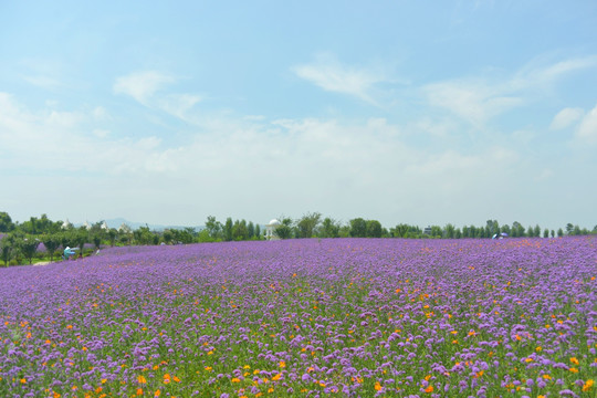 紫色花海 柳叶马鞭草花田