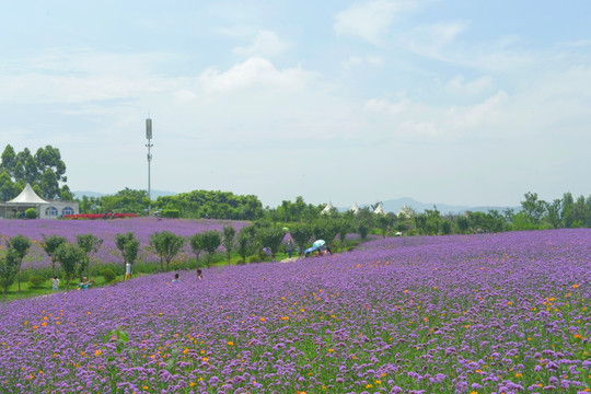 紫色花海 柳叶马鞭草花田