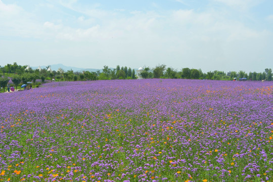 紫色花海 柳叶马鞭草花田