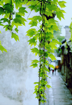 爬山虎古镇背景